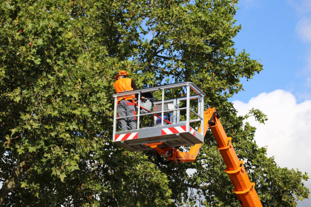 Best Tree Removal Services  in Eloy, AZ